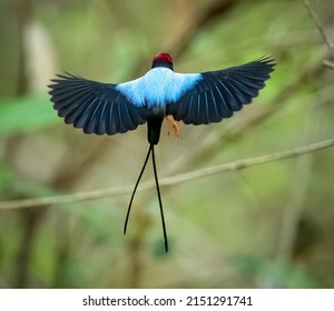 Beautiful, Exotic Bird Of Costa Rica Begins Mating Dance