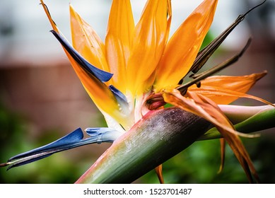 Fleur D Oranger Stock Photos Images Photography Shutterstock