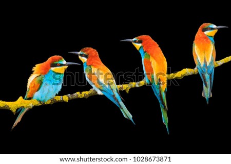 Similar – Three birds perched on a branch