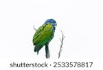 Beautiful and exotic Blue-headed Parrot (Pionus menstruus) perched on top of a tree