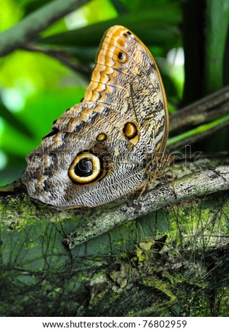 Similar – weiße punkte Schmetterling