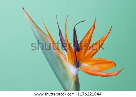 Beautiful exotic flower royal Strelitzia Reginae or bird of paradise isolated on green background