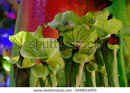 Beautiful exotic flowers of Sarracenia flava in botanical garden. It is insectivorous plant. 