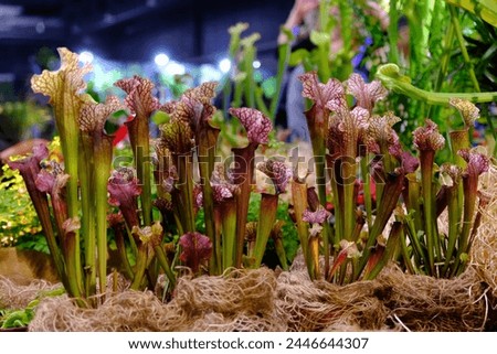Beautiful exotic flowers of Sarracenia purpurea (purple pitcher plant, northern pitcher plant, turtle socks, side-saddle flower). It is insectivorous plant.