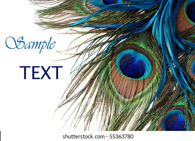 Beautiful exotic peacock feathers on white background with copy space. - Powered by Shutterstock