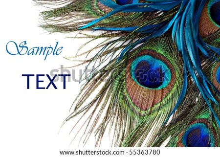 Beautiful exotic peacock feathers on white background with copy space.