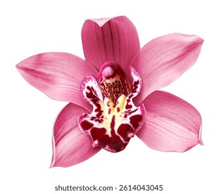 Beautiful exotic pink orchid flower isolated on white background