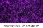 beautiful exotic purple, violet and black marble background for decoration. glossy marble stone backdrop. unique stone texture. exotic breccia marbel for ceramic wall and floor.