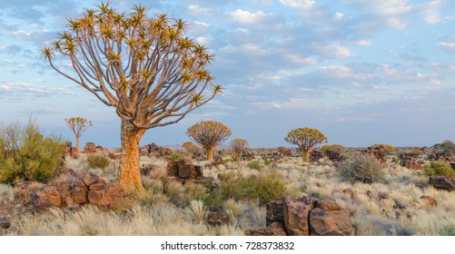 Beautiful exotic quiver tree in rocky and arid Namibian landscape, Namibia, Southern Africa