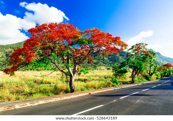 Photo De Stock De Beau Arbre Fleurs Rouges Exotiques