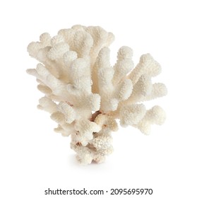 Beautiful Exotic Sea Coral Isolated On White