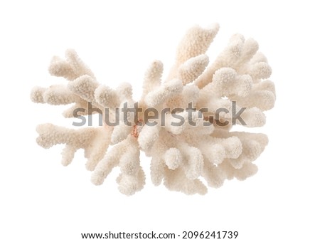 Beautiful exotic sea coral isolated on white, top view