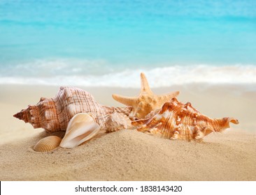 Plage Coquillage Hd Stock Images Shutterstock