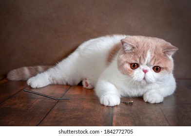 A beautiful exotic Shorthair cat lies on the brown background of the Studio. Color cream with white - Shutterstock ID 1842772705