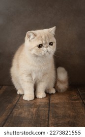 beautiful exotic Shorthair cat lies on the brown background of the Studio. Color cream - Shutterstock ID 2273821555