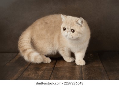 beautiful exotic Shorthair cat lies on the brown background of the Studio. Color cream - Shutterstock ID 2287286543