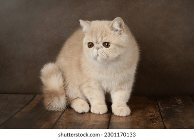 beautiful exotic Shorthair cat lies on the brown background of the Studio. Color cream - Shutterstock ID 2301170133