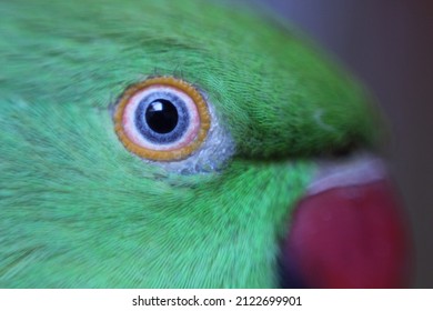 Beautiful Eye Of Green Parrot Macro Shot Of Parrot's Eye Parrot's Eye