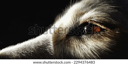 Beautiful eye of White Swiss Shepherd #whiteswissshepherd #whitedog #dogeye #animaleye #eye #dog