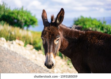 Most Beautiful Donkey In The World