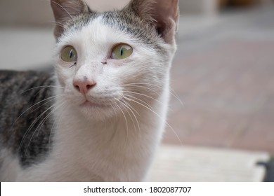 958 Cat Breeds Of India Images Stock Photos Vectors Shutterstock