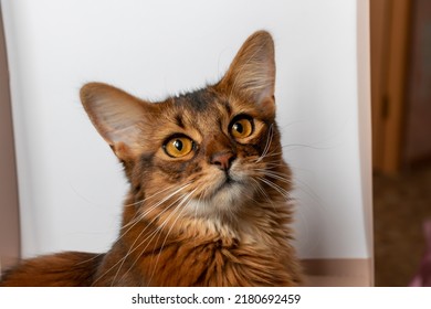 Beautiful Eyes Of A Young Somali Cat