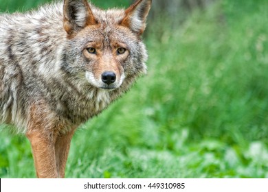 The Beautiful Face And Colors Of A Coyote.