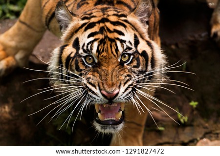 beautiful face of sumatran tiger