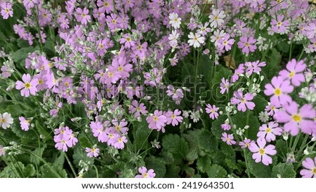 Beautiful Fairy Primrose - Primula Malacoides, which is also known as Fairy Primrose, blooms early in the season into lavender flowers which reach approximately 12 inch wide, on soft hairy stalks. 