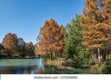 Beautiful Fall Colors Of Bald Cypress Trees Around Small Lake In Lafayette Louisiana Cajun Country