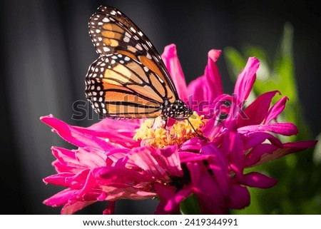 A beautiful fall day to capture a bokeh macro of a monarch butterfly feeding on a bright pink, fuchsia multipetaled zinnia. 