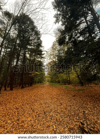 A beautiful fall day capturing the foliage on a quite hiking trail