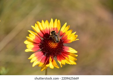 Beautiful Fall Flower And Bee
