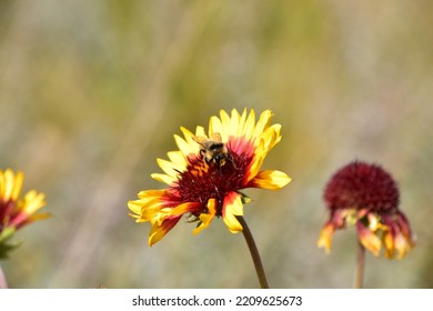 Beautiful Fall Flower And Bee