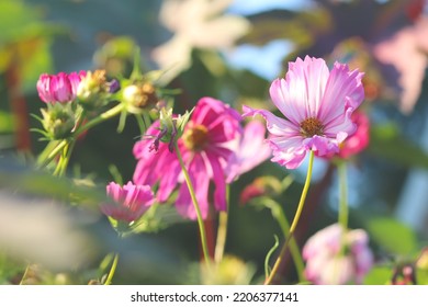Beautiful Fall Flowers In The Garden. Fall Natural Background.