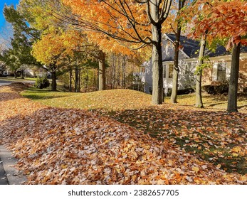 Beautiful fall foliage maple trees and large pile at front yard ready for curbside collection pickup service in Rochester, Upstate New York, USA, leaf removal cleanup for homeowners. Autumn seasonal - Powered by Shutterstock