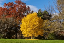 Beautiful Fall Foliage Photo Captures A Yellow Poplar Tree At Botanic Gardens In Ithaca, New York