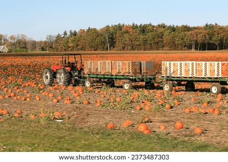 Beautiful fall landscape. Orange pumpkins in the field. Harvest. Tractor. Crates. Southern Ontario, Canada, agriculture. Norfolk County. Trees. Horizon. Autumn foliage. Halloween. Thanksgiving. Crop.