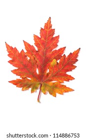 Beautiful Fall Leaf Stock Photo 114886753 | Shutterstock