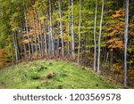 Beautiful fall leaves reaching through a line of birch trees in forest of northern Wisconsin