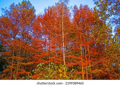 Beautiful Fall Nature Scene Colorful Trees And Clear Blue Sky