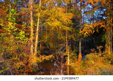 Beautiful Fall Nature Scene Wet Marshland In Rural Georgia