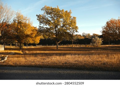 Beautiful fall trees with one single tree as the subject.