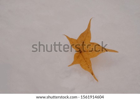 Similar – Image, Stock Photo A very special leaf