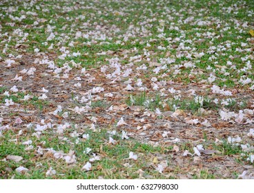 Beautiful falling flowers petals on green grass ground floor background.