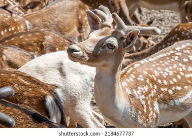 Beautiful fallow deer face close up while looking in the distance