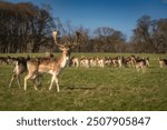 Beautiful Fallow Deer with large antlers, walking on the field and looking at camera with blurred head in background in Pheonix Park, Dublin, Ireland