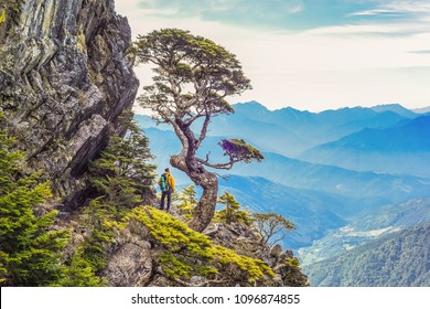 Beautiful And Famous Taiwan Hemlock On The Wuling Quadruple Mountains Trail, Shei-Pa National Park, Taiwan