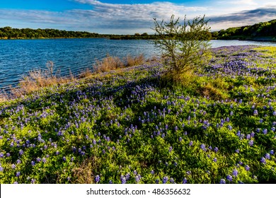 Beautiful Famous Texas Bluebonnet (Lupinus texensis) Wildflowers  at Muleshoe Bend on Lake Travis in Texas.
