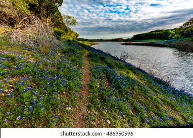 Beautiful Famous Texas Bluebonnet (Lupinus texensis) Wildflowers  at Muleshoe Bend with Lake Travis in Texas.